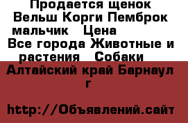 Продается щенок Вельш Корги Пемброк мальчик › Цена ­ 65 000 - Все города Животные и растения » Собаки   . Алтайский край,Барнаул г.